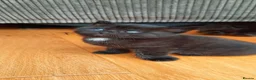 Mixed Breed cats for sale: 4 adorable kittens for sale - Advert 8
