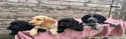Cocker Spaniel dogs for sale: Cocker Spaniel puppies  - Advert 3