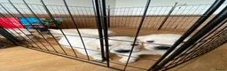 Golden Retriever dogs for sale: Outstanding Show Line KC Golden Retriever Puppies  - Advert 5