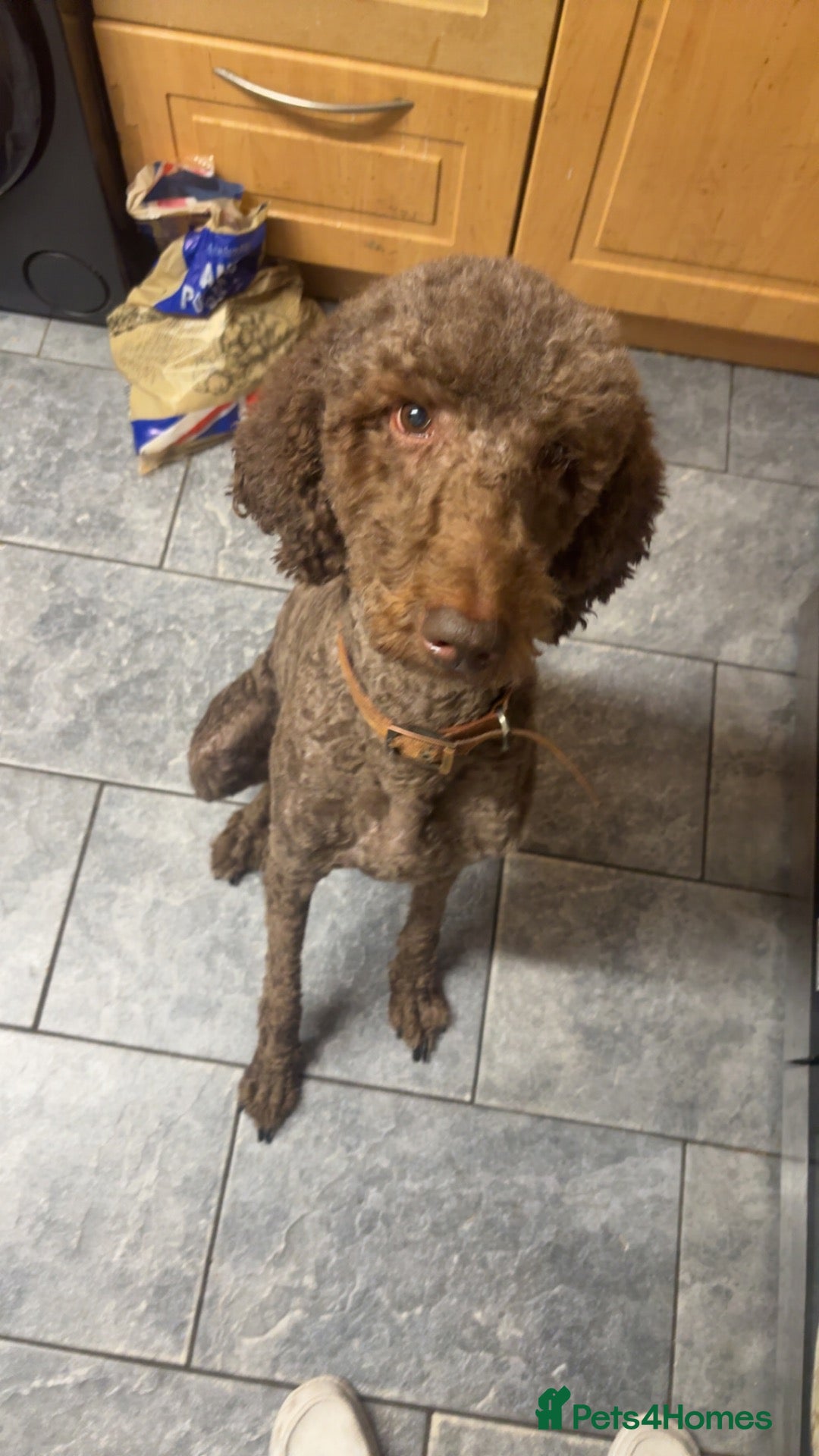 Standard Poodle dogs Chocolate boy for stud  - Advert 1
