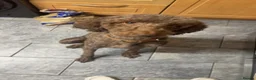 Standard Poodle dogs for stud: Chocolate boy for stud  in Stockton-on-Tees - Advert 1