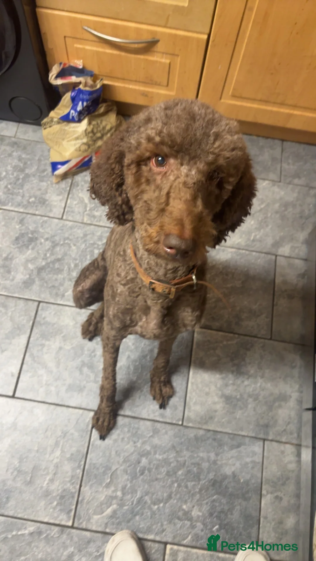 Standard Poodle dogs for stud: Chocolate boy for stud  in Stockton-on-Tees - Advert 1