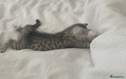 British Shorthair cats for sale: Three Precious Kittens - all 3 reserved  - Image 1