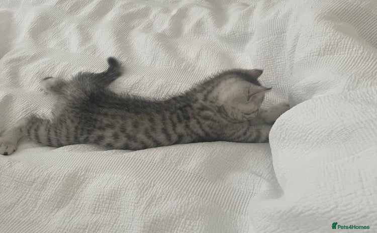 British Shorthair cats - Advert 3