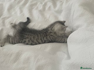 British Shorthair cats - Advert 18