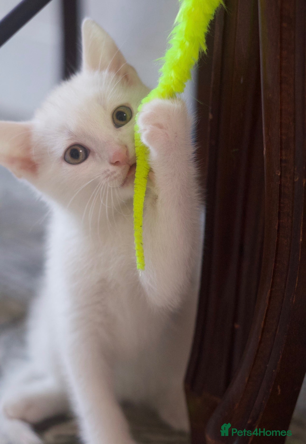 American Shorthair cats 5 kittens and 2 cats are looking for a new home.  - Advert 4