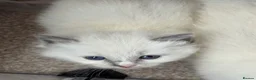 Ragdoll cats for sale: Blue point ragdolls ❤️ - Advert 7