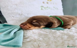 Miniature Dachshund dogs for sale: Outstanding Litter 5 Star Breeder ⭐️⭐️⭐️⭐️⭐️ - Image 11