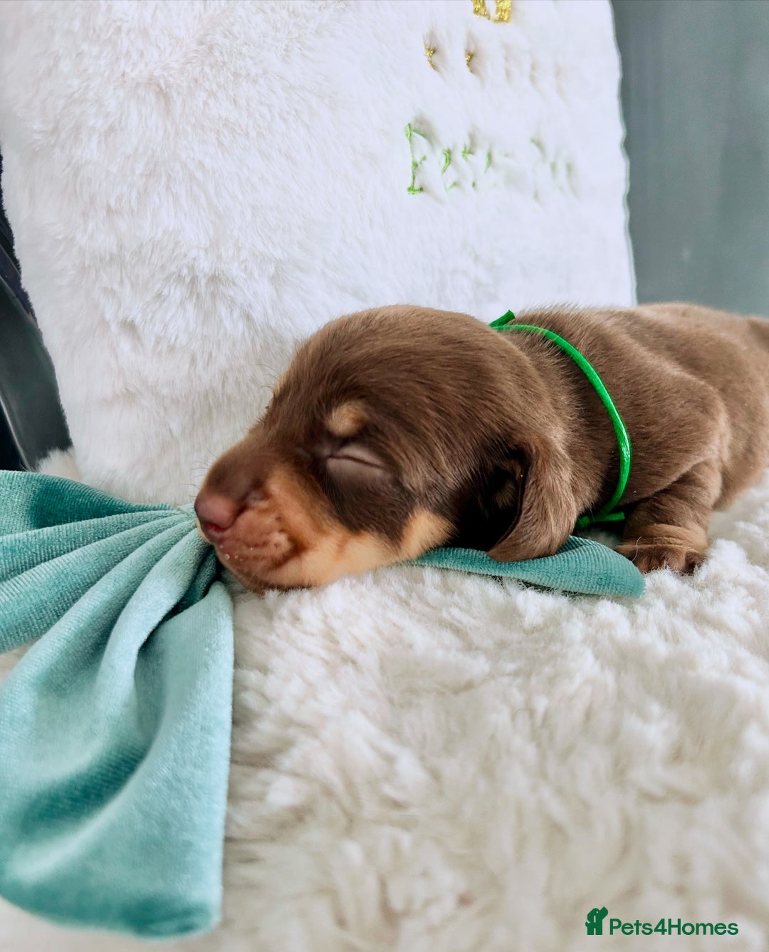 Miniature Dachshund dogs for sale: Outstanding Litter 5 Star Breeder ⭐️⭐️⭐️⭐️⭐️ - Image 11