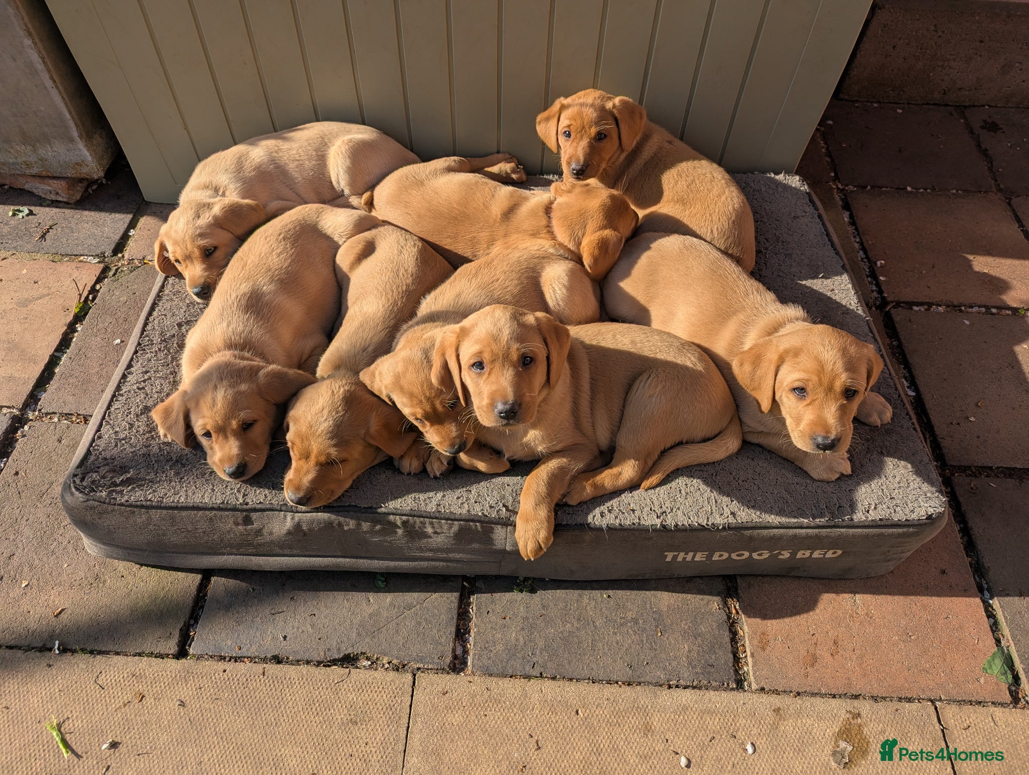 Labrador Retriever dogs Labrador Litter born 3/3/26 - Advert 1