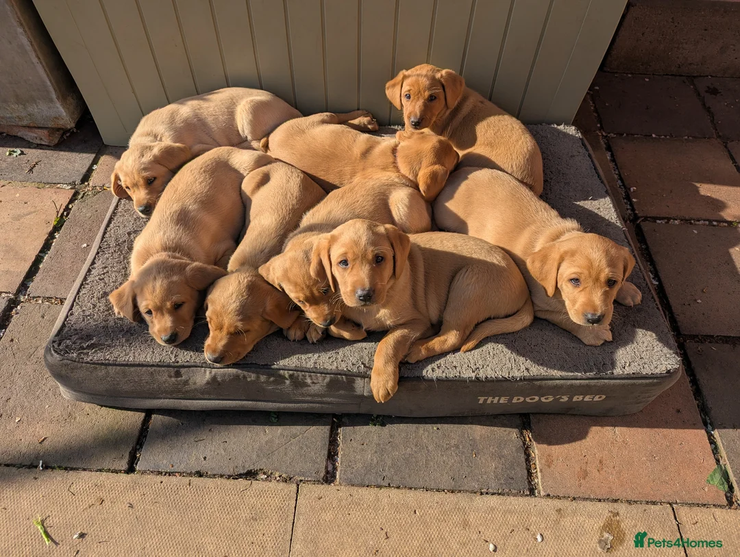 Labrador Retriever dogs for sale: Labrador Litter born 3/3/26 - Advert 1
