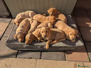 Labrador Retriever dogs Labrador Litter born 3/3/26 - Advert 6
