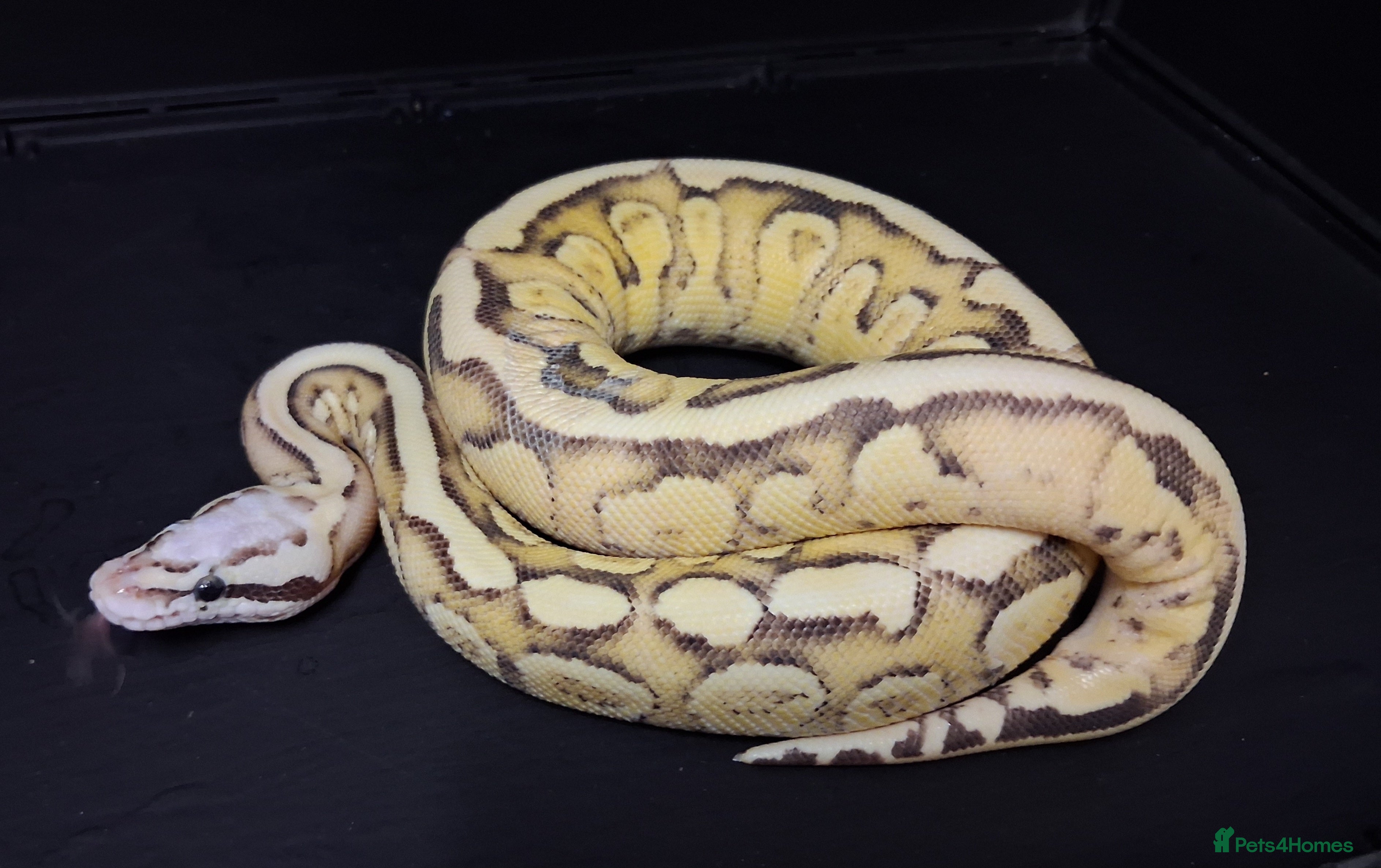 Python Snake reptiles Royal Python Hatchlings Males various morphs  - Advert 3