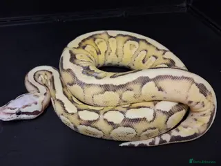 Python Snake reptiles Royal Python Hatchlings Males various morphs - Advert 3