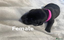 Labrador Retriever dogs for sale: Gorgeous Labrador Puppies   - Image 8