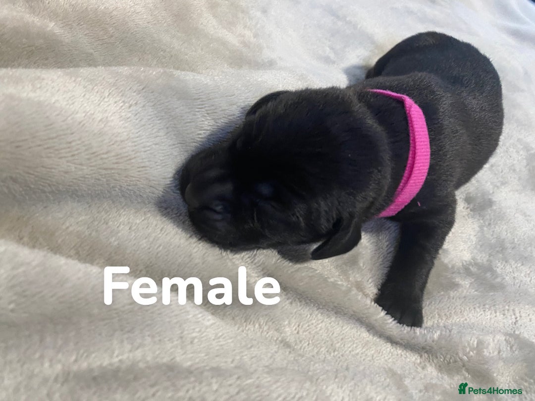 Labrador Retriever dogs for sale: Gorgeous Labrador Puppies   - Image 8