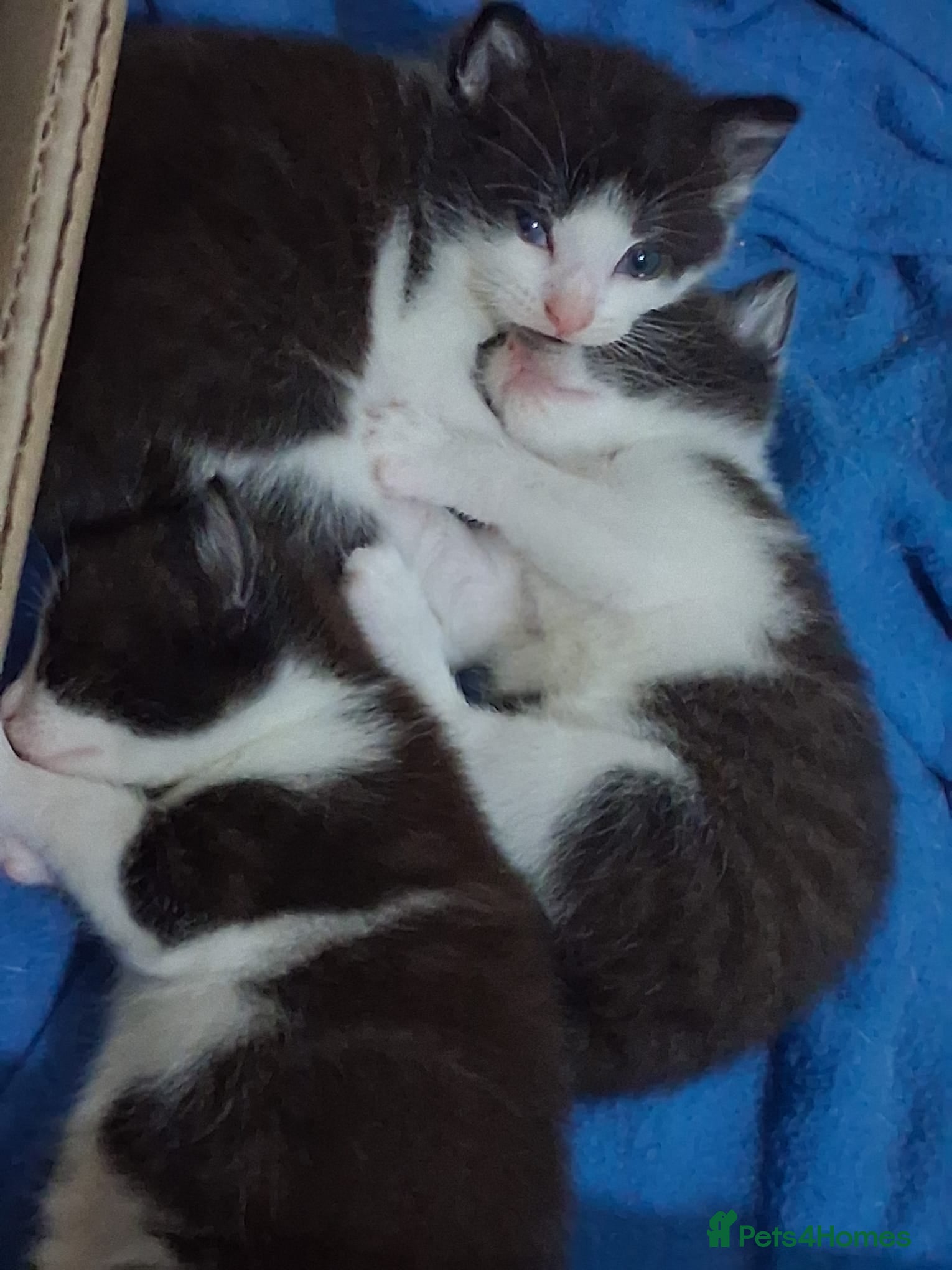 Mixed Breed cats 3 cute and playfull kittens  - Advert 6