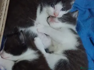 Mixed Breed cats 3 cute and playfull kittens - Advert 1
