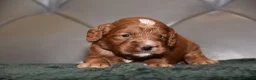 Cockapoo dogs for sale: F1 Toy Cockapoo Puppies Fully Health Tested - Advert 11