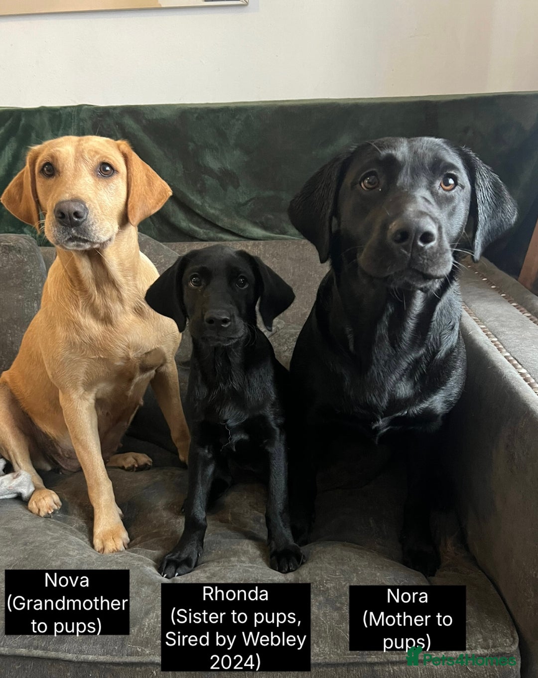 Labrador Retriever dogs for sale: 🖤🤎Superb, Kc Reg, Health Tested, Lab Pups🤎🖤 - Advert 9