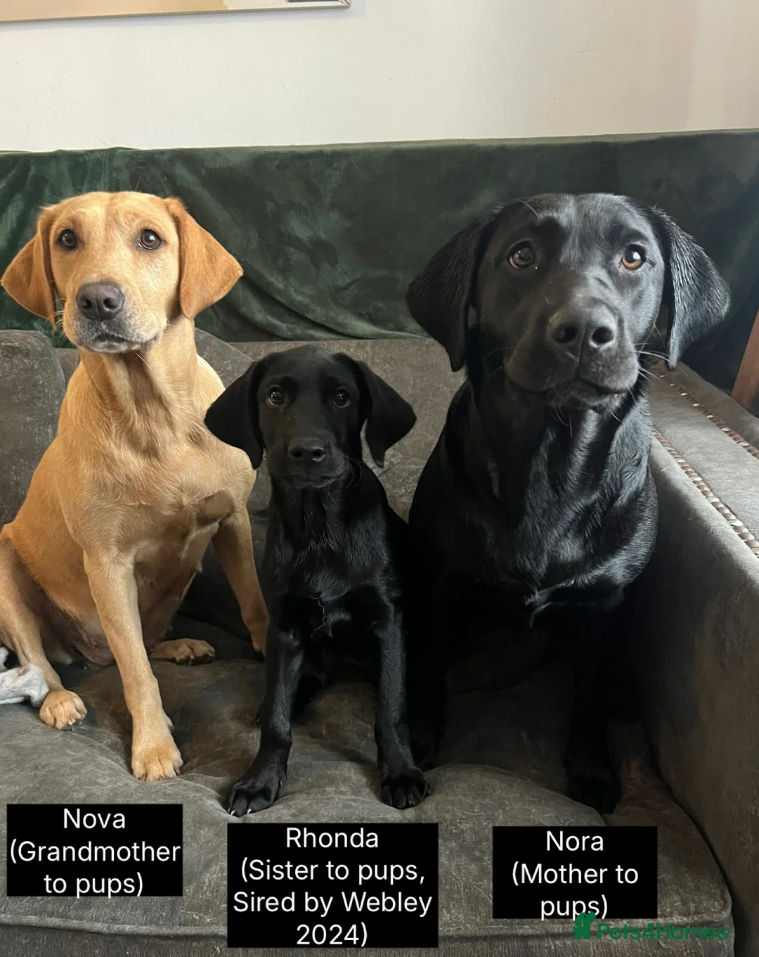 Labrador Retriever dogs for sale: 🖤🤎Superb, Kc Reg, Health Tested, Lab Pups🤎🖤 - Advert 10