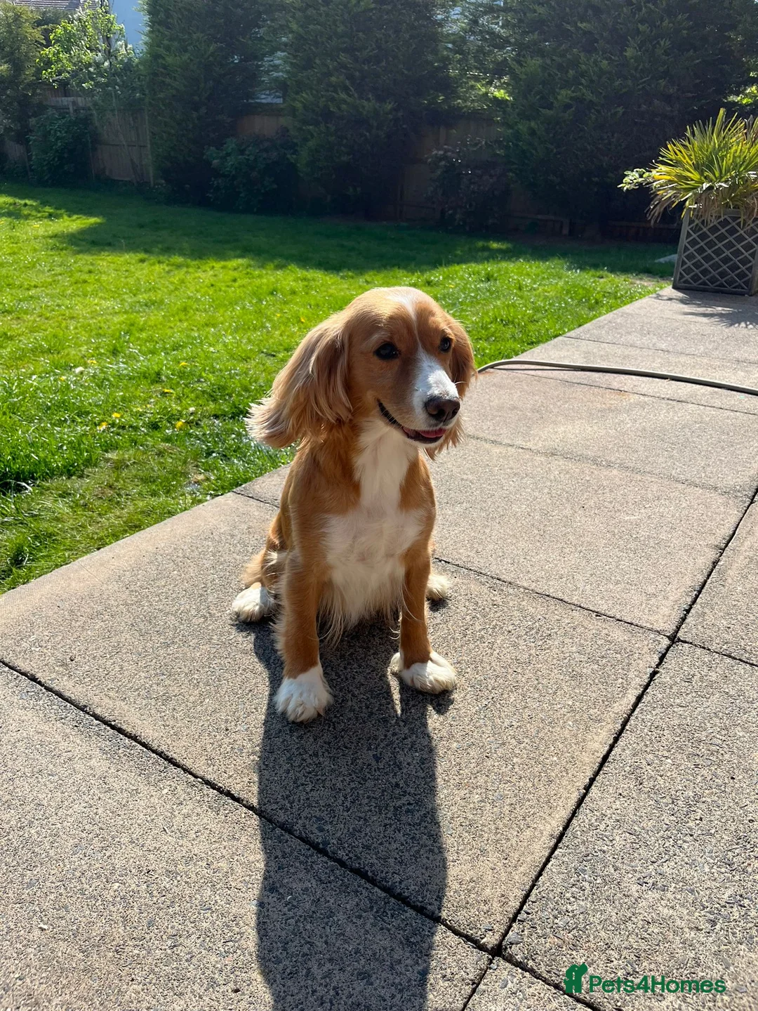 Cockapoo dogs for sale: 10 week old Cockapoo in Worcester - Advert 6
