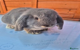 Mini Lop rabbits for sale: Various ages mini lops ready to go - Image 6