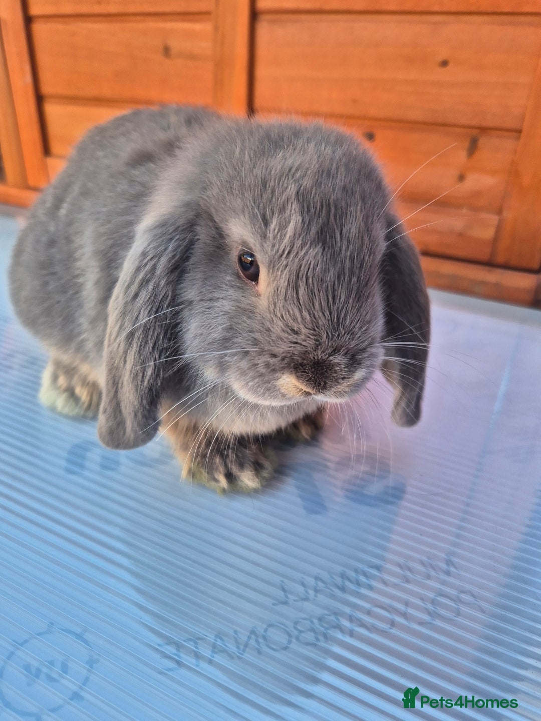 Mini Lop rabbits for sale: Various ages mini lops ready to go - Image 6