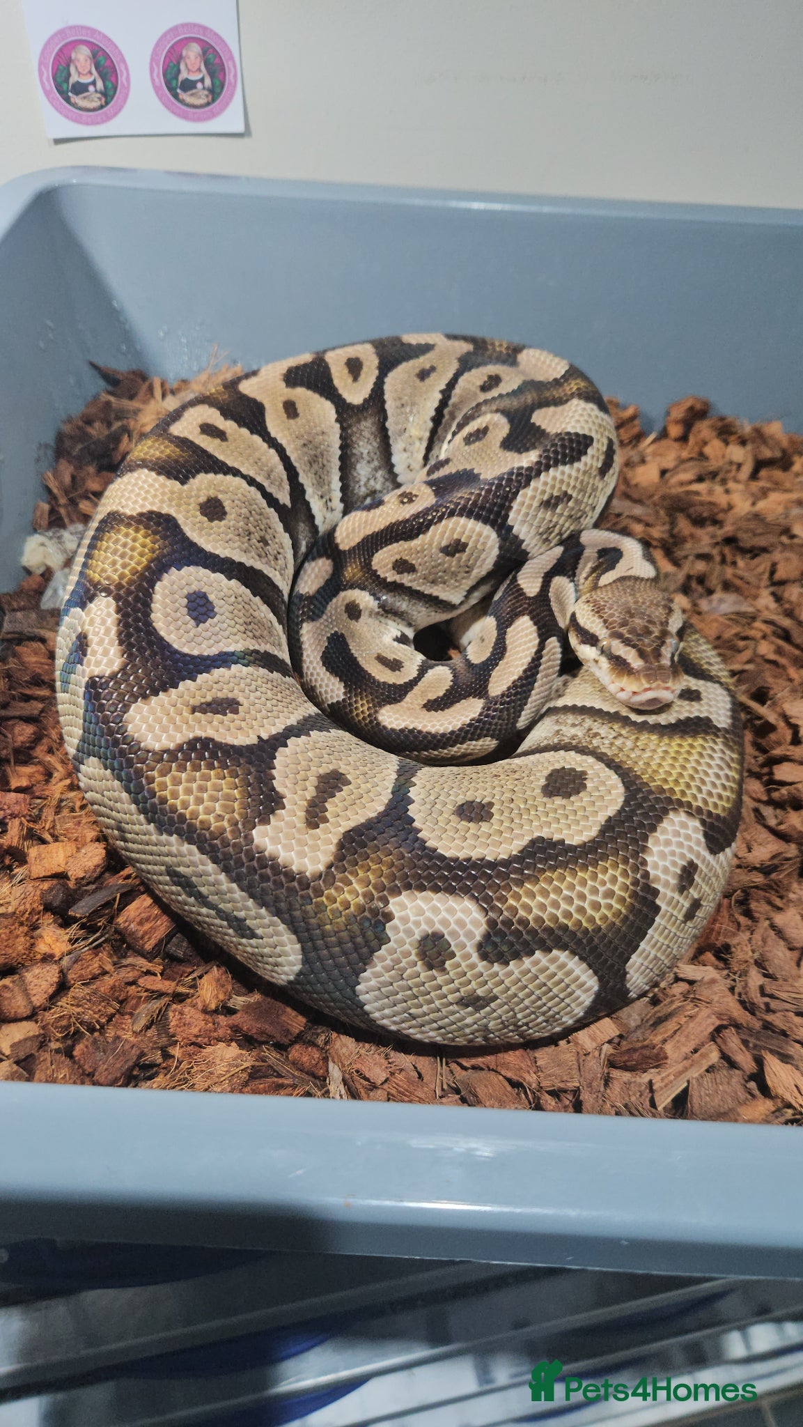 Python Snake reptiles Pastel female ball python proven breeder  - Advert 11