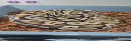 Python Snake reptiles for sale: Pastel female ball python proven breeder  - Advert 1