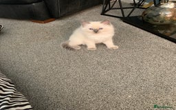 Ragdoll cats for sale: Stunning blue and lilac ragdoll kittens - Image 7