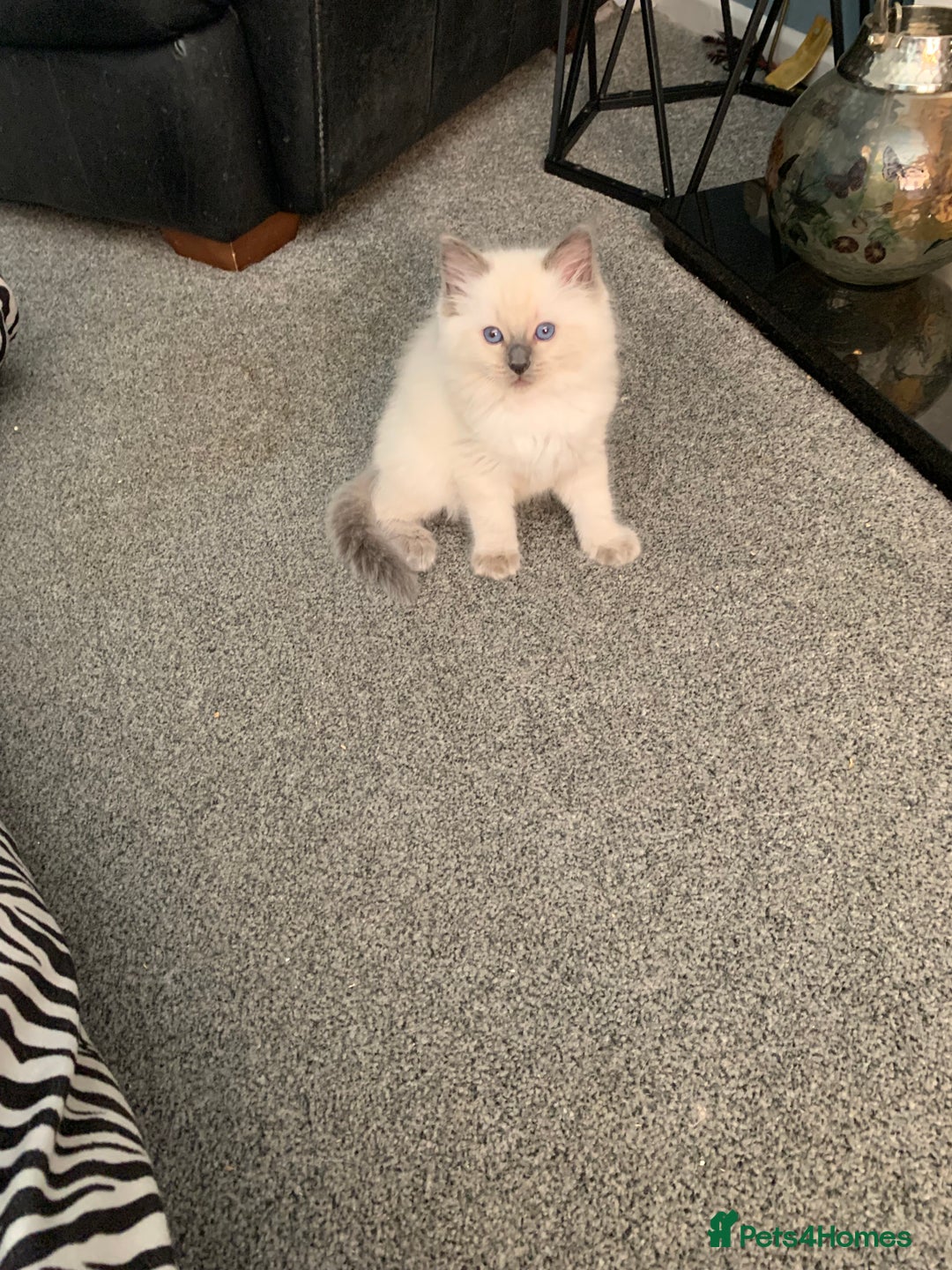 Ragdoll cats for sale: Stunning blue and lilac ragdoll kittens - Image 7