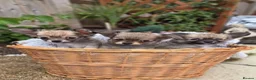 Chihuahua dogs for sale: Three Amigos - Longhaired Chihuahua Male Pups  - Advert 3