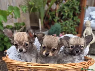 Chihuahua dogs Three Amigos - Longhaired Chihuahua Pups - Advert 3