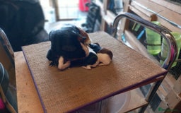 Guinea Pig rodents for sale: Baby guinea pigs for sale  - Image 7