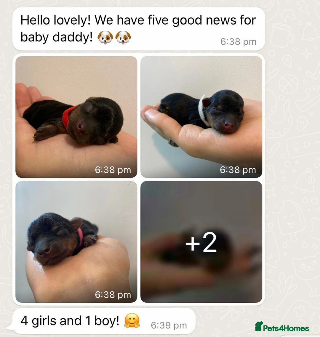 Yorkshire Terrier dogs for stud:  Miniature Experienced Yorkshire Terrier STUD  - Advert 9