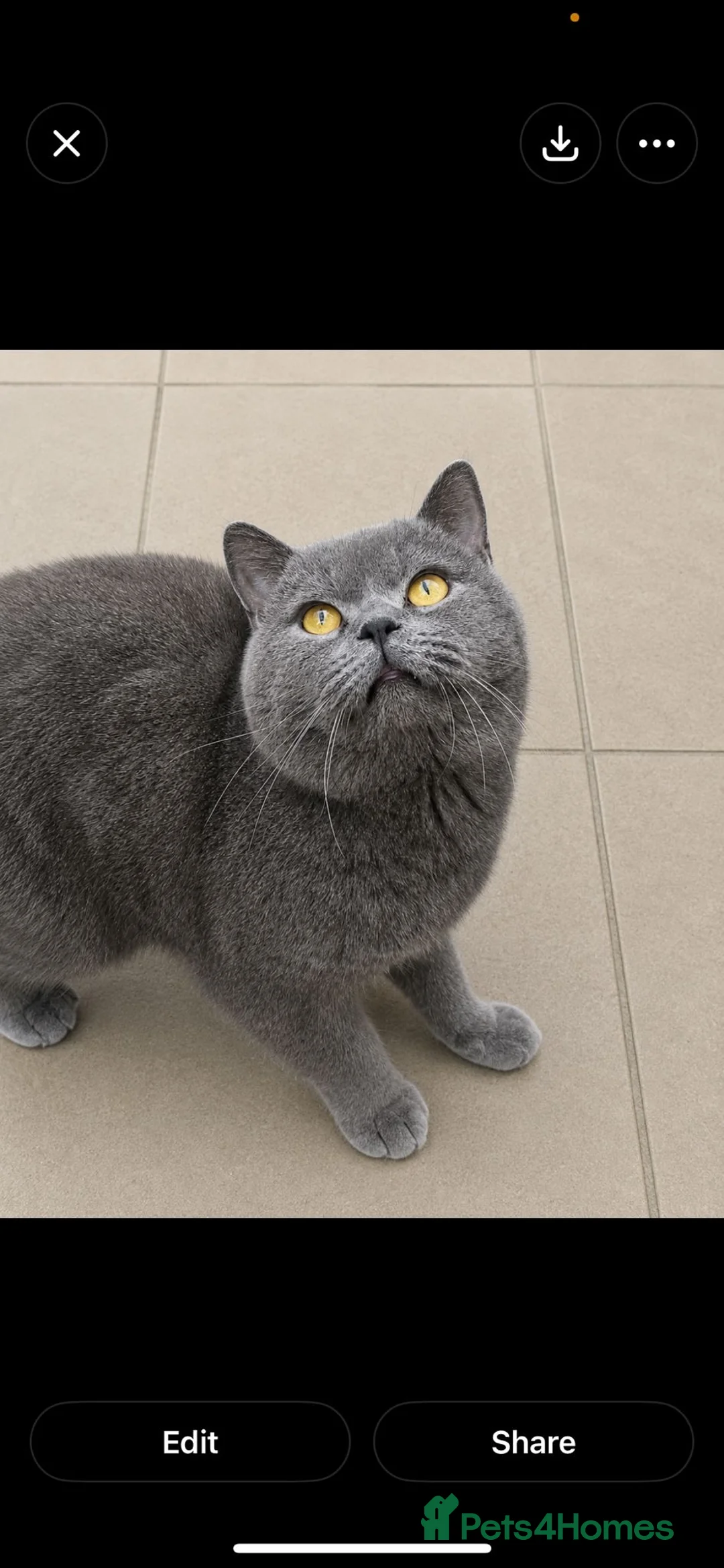 British Shorthair cats for stud: Stud duties only Blue Boy - Advert 2