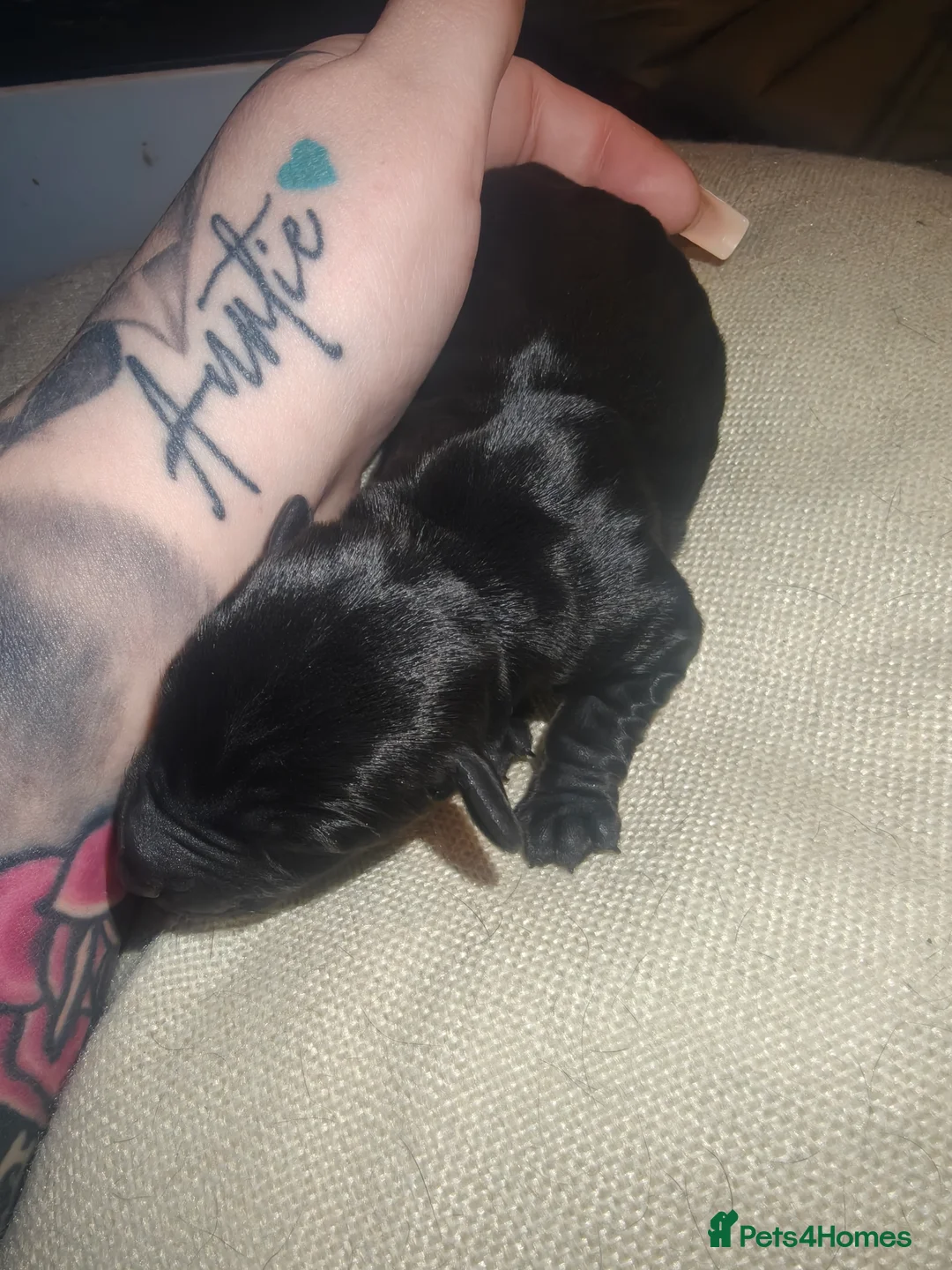 Dachshund dogs for sale: Dachshund puppies - Advert 14