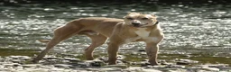 Greyhound dogs for sale: Woody | Greyhound  **  in Aberystwyth - Advert 4
