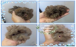 Guinea Pig rodents for sale: Baby boar Lunkarya guinea pigs - Image 1