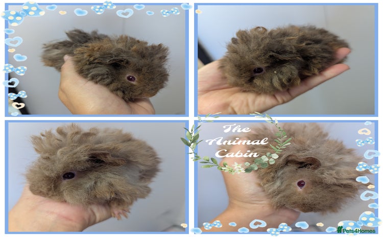 Guinea Pig rodents - Advert 1