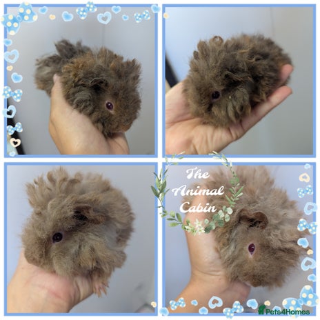 Guinea Pig rodents - Advert 3