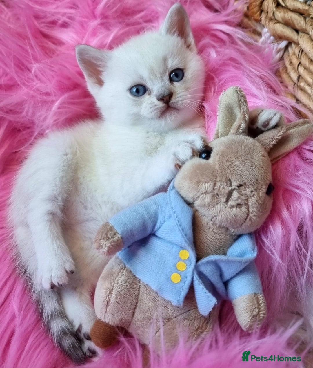 British Shorthair cats for sale: 💕LAST GIRL💕GOLDEN POINT BRITISH SHORTHAIR  - Advert 25