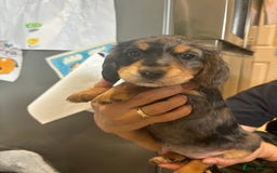 Cocker Spaniel dogs for sale: Cute show type very rare colours dna health tested - Image 19