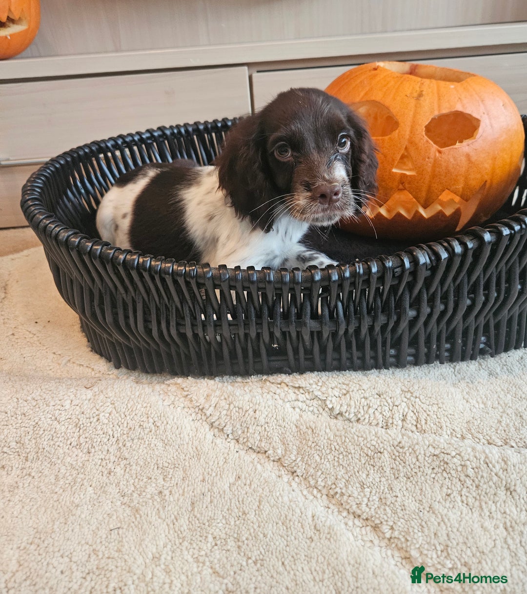 Cocker Spaniel dogs for sale: Working type cocker spaniels. Merle and Roan - Image 17