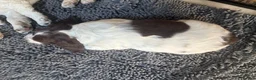 Sprocker dogs for sale: Two Sprocker Spaniel Dog Puppies For Sale in Newmarket - Advert 4