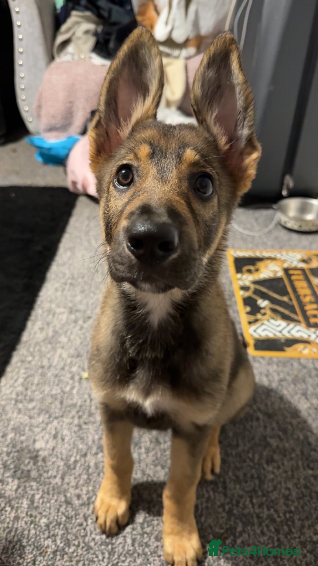 Mixed Breed dogs for sale: Kara  - Image 3