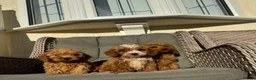 Cockapoo dogs for sale: F1 pra clear Cockapoos (council licensed) - Advert 8
