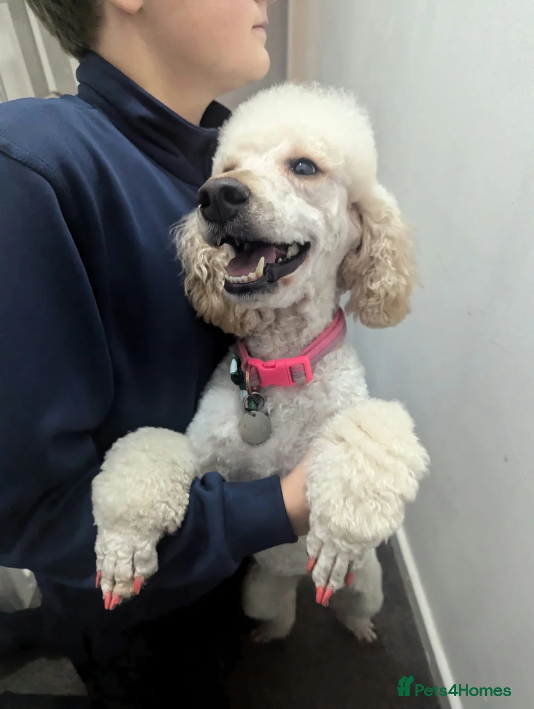 Schnoodle dogs for sale: Exceptional F1 Blue Schnoodle Puppies  - Advert 39