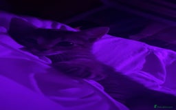 Bengal cats for sale: beautiful bengal kitten  - Image 23